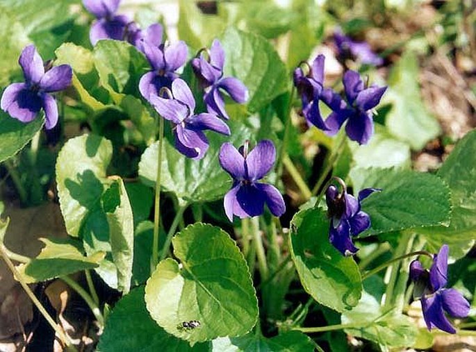 VIOLA ODORATA L. – violka vonná / fialka voňavá