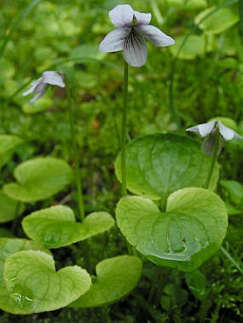 Viola palustris