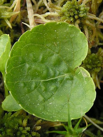 Viola palustris