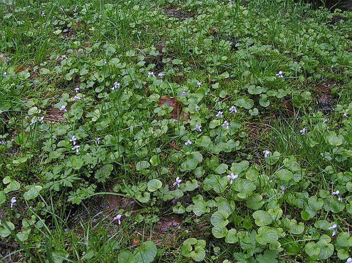 Viola palustris