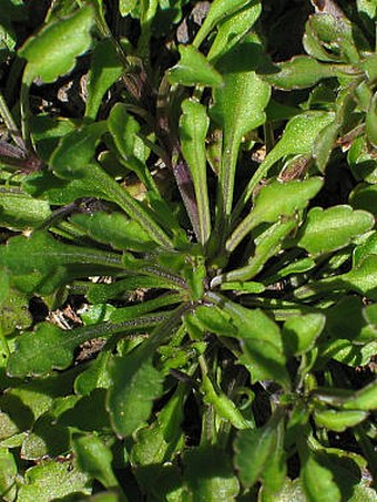 Viola paradoxa