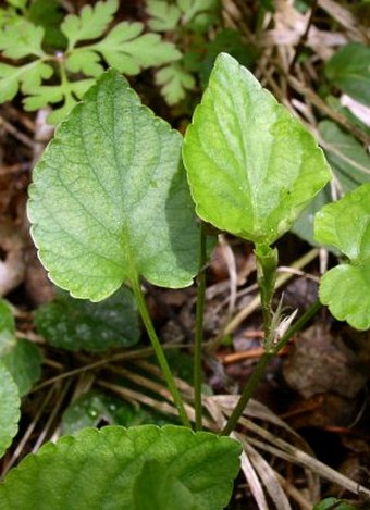 Viola reichenbachiana