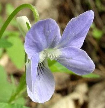 Viola riviniana