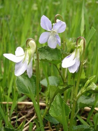 Viola riviniana