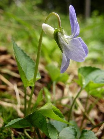 Viola riviniana