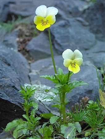 Viola tricolor subsp. saxatilis