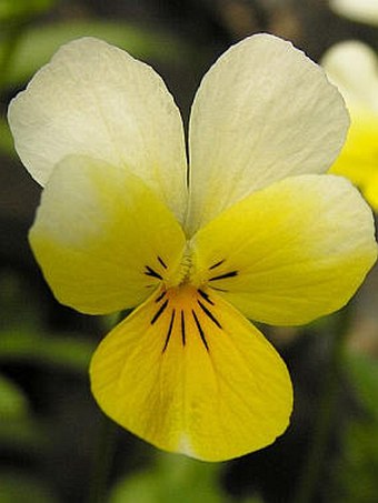 Viola tricolor subsp. saxatilis