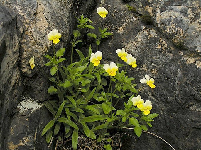 Viola tricolor subsp. saxatilis