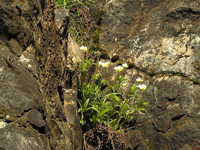 Viola tricolor subsp. saxatilis