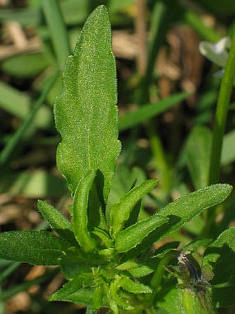 Viola tricolor