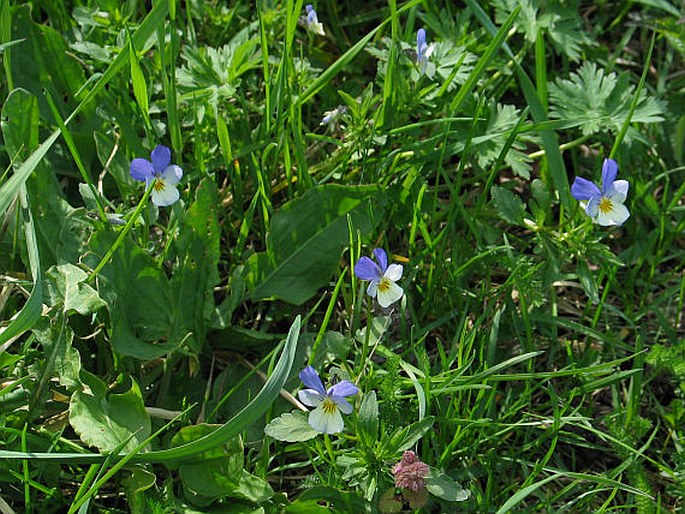 Viola tricolor