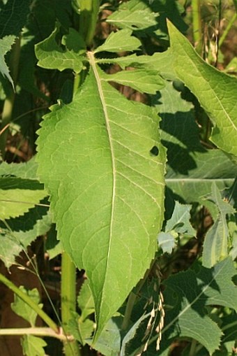 Virga strigosa