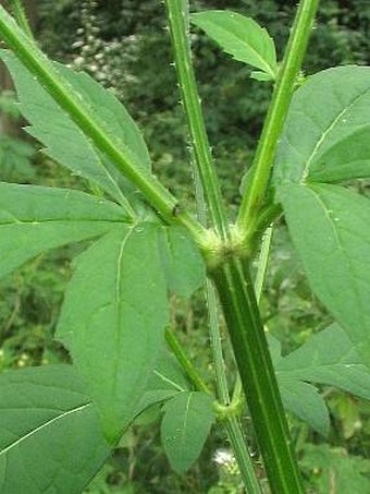 Virga pilosa