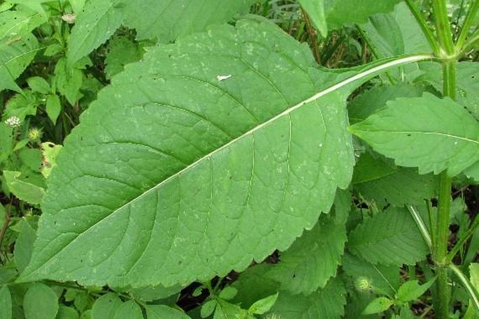 Virga pilosa