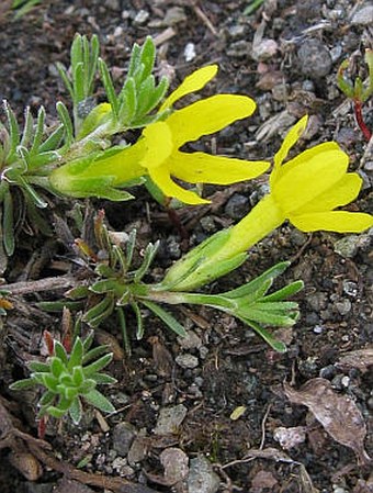 Vitaliana primuliflora