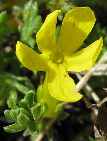 Vitaliana primuliflora