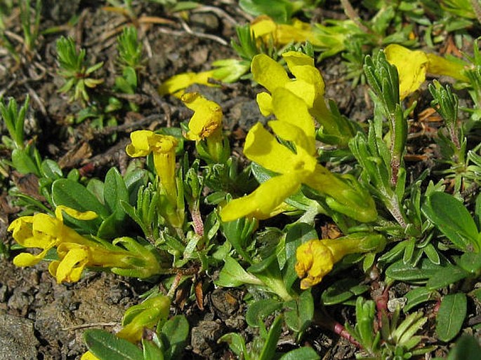 VITALIANA PRIMULIFLORA Bertol. – drnečka brčálová