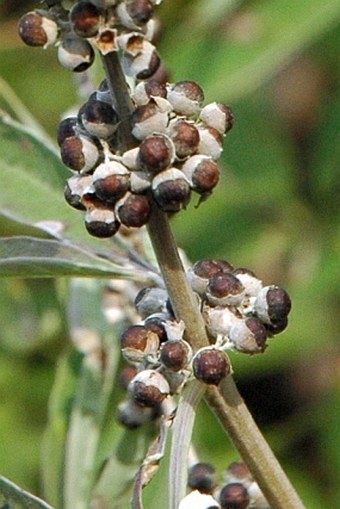 Vitex agnus-castus