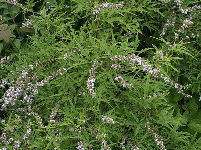 Vitex negundo var. heterophylla