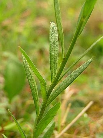 Polygala comosa