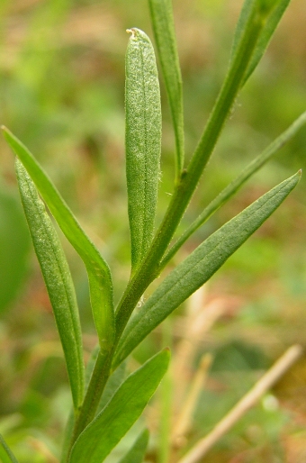 Polygala comosa