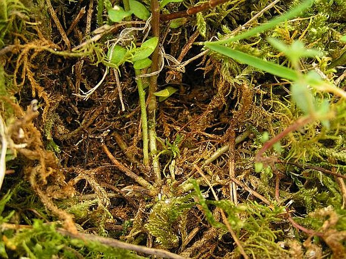 Polygala comosa