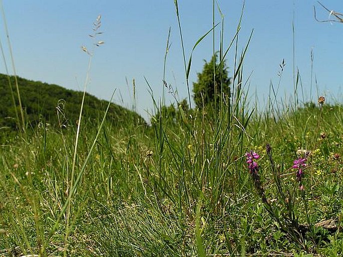 Polygala comosa