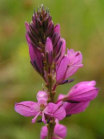 Polygala comosa