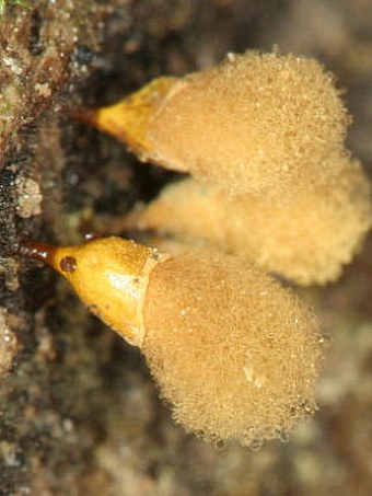 Hemitrichia clavata