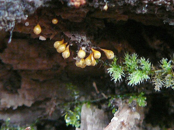 Hemitrichia clavata