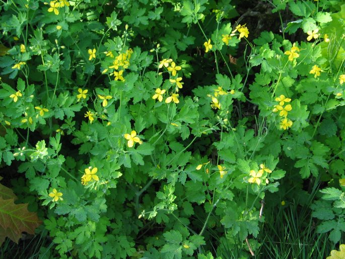 Chelidonium majus