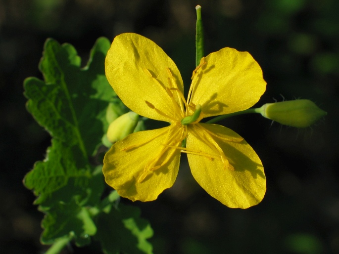 Chelidonium majus