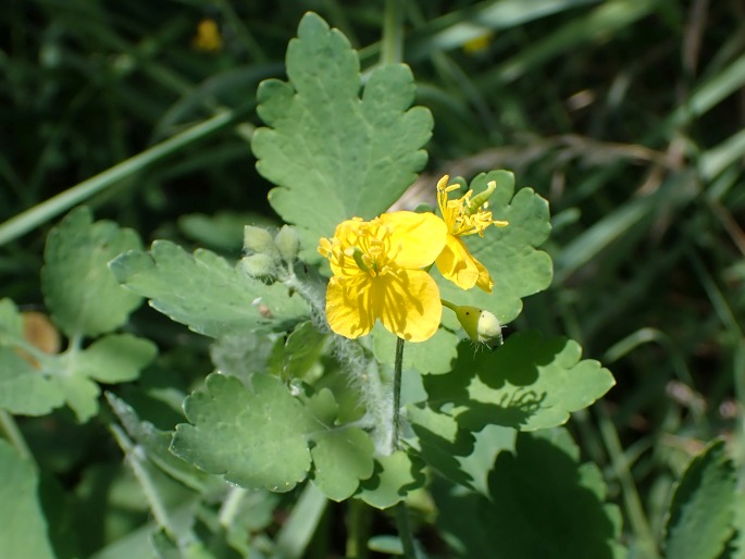 Chelidonium majus