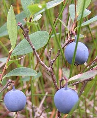 Vaccinium uliginosum