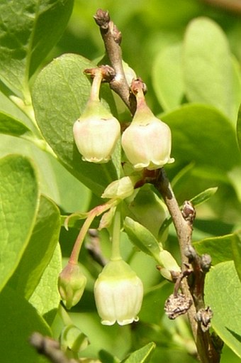 Vaccinium uliginosum