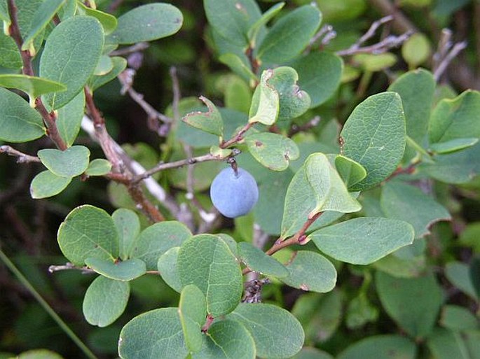 Vaccinium uliginosum