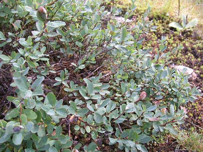 Vaccinium uliginosum