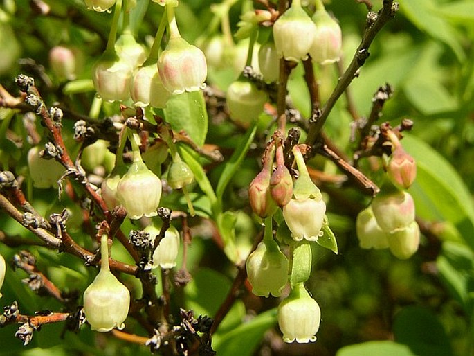 VACCINIUM ULIGINOSUM L. – vlochyně (vlochyně bahenní) / brusnica barinná