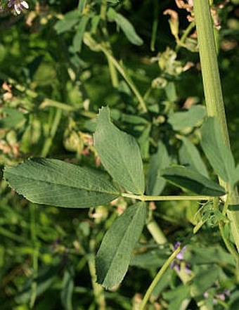 Medicago sativa