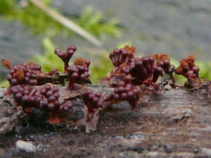 Metatrichia vesparium