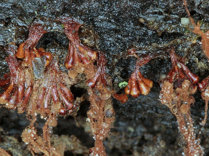 Metatrichia vesparium