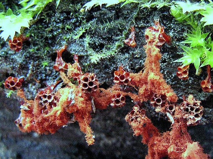 Metatrichia vesparium