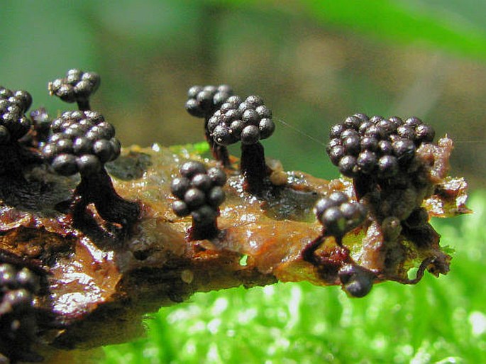 Metatrichia floriformis