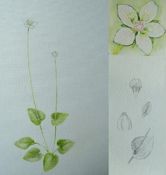 Soutěž Nejlepší botanická ilustrace roku 2011 - Olga Vršková