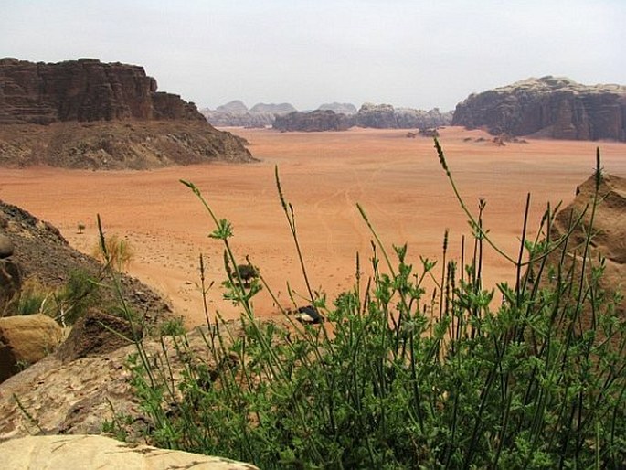 Wadi Rum