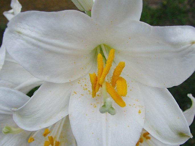 Lilium candidum