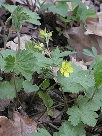 Waldsteinia geoides