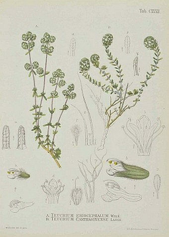 Illustrationes florae Hispaniae insularumque Balearium