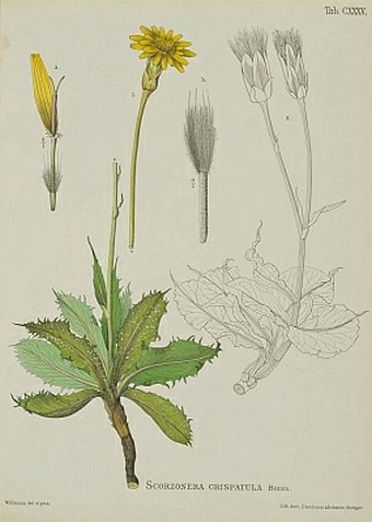Illustrationes florae Hispaniae insularumque Balearium