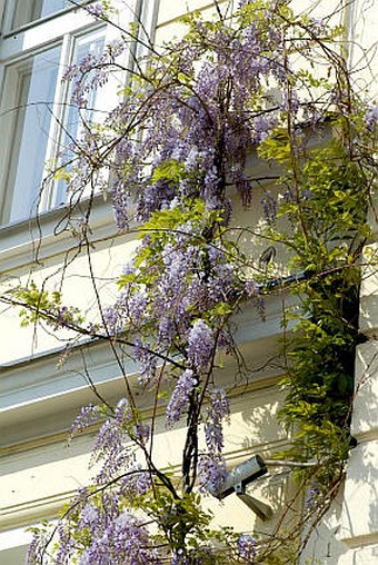 Wisteria sinensis